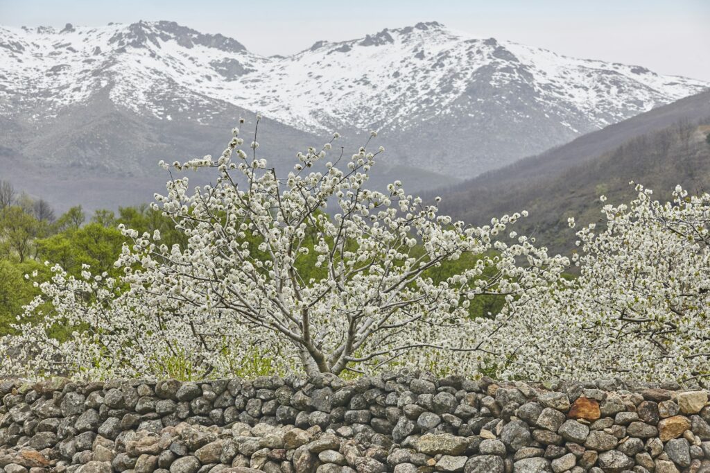 Cherry blossom in Jerte Valley, Caceres. Spring in Spain. Season