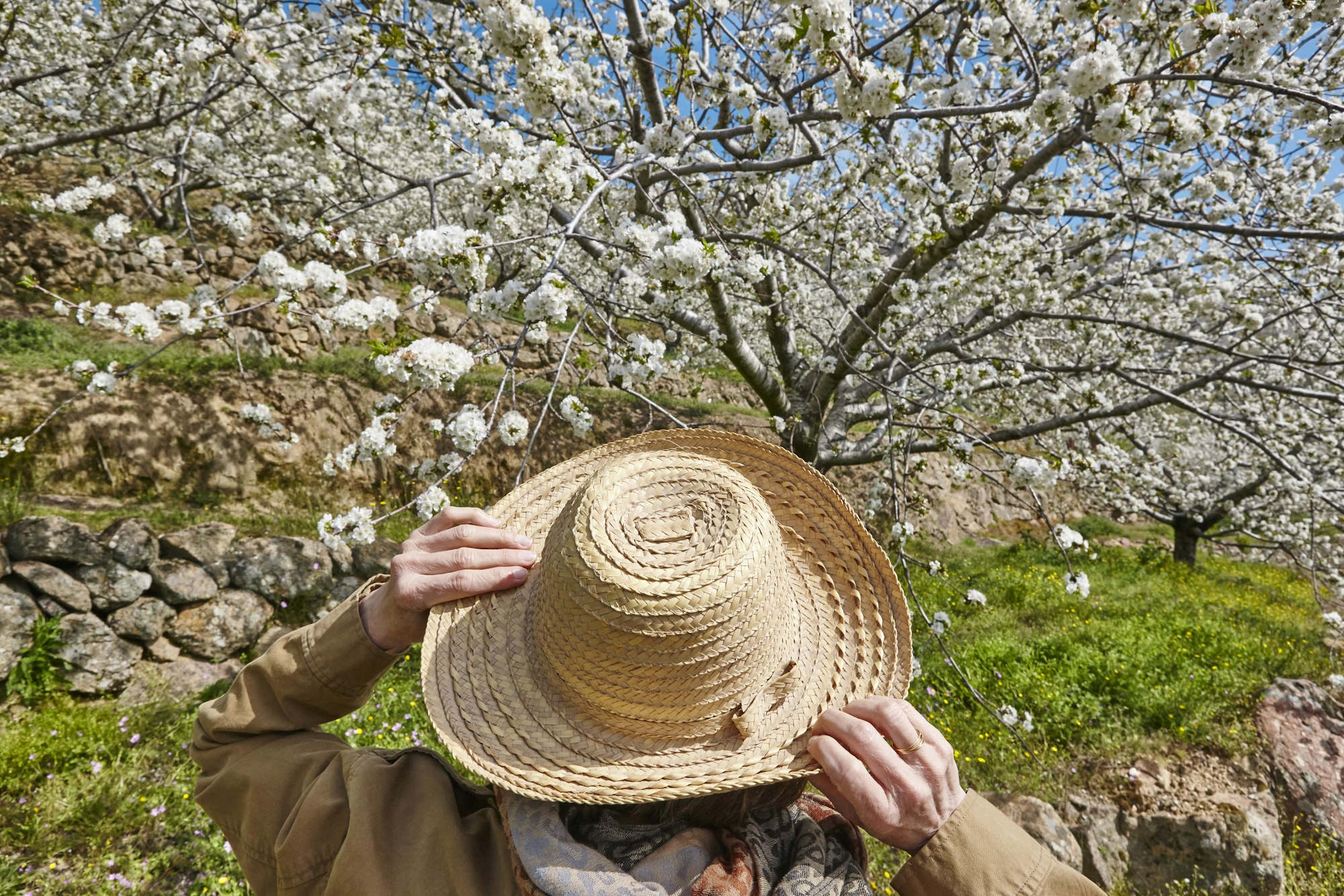 Woman looking up cherry blossom in Jerte Valley, Caceres. Spain. Season